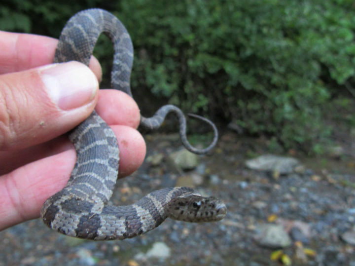 Northern Water Snake